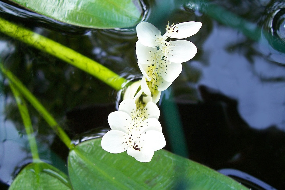 coltivare le piante acquatiche - acquatiche - Aponogeton distachyos