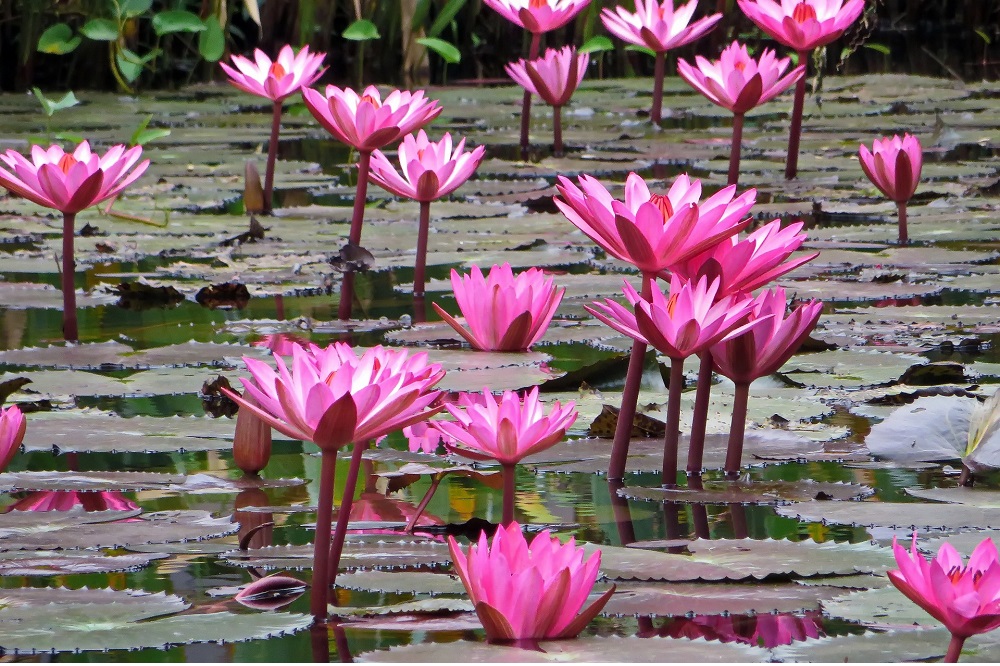 coltivare le piante acquatiche - acquatiche - Nelumbo nucifera - Fior di Loto