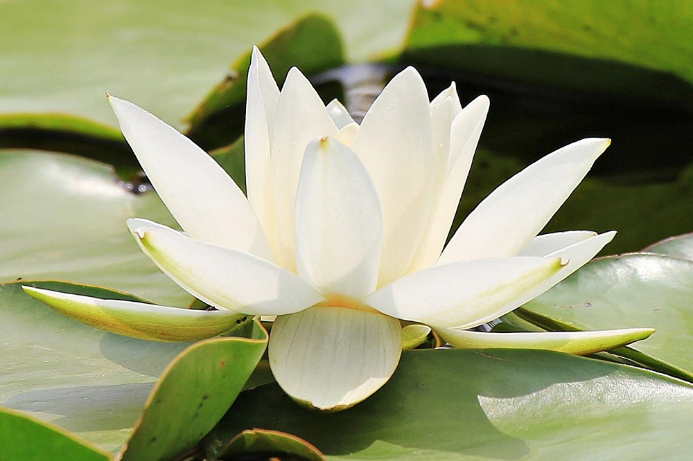 coltivare le piante acquatiche - acquatiche - Nymphaea