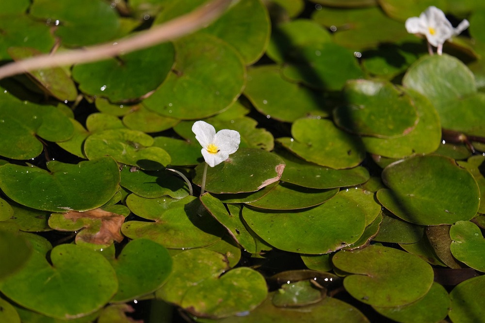 coltivare le piante acquatiche - ossigenanti - Hydrocharis morsus-ranae - Morso di rana