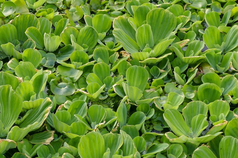 coltivare le piante acquatiche - ossigenanti - Pistia stratiotes