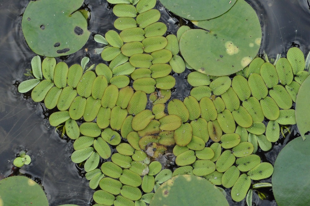 coltivare le piante acquatiche - ossigenanti - Salvinia natans - Erba pesce