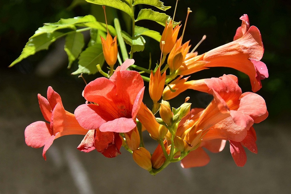 piante rampicanti per il giardino - Bignonia