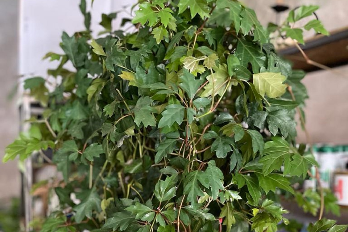 piante rampicanti per il giardino - Cissus rhombifolia