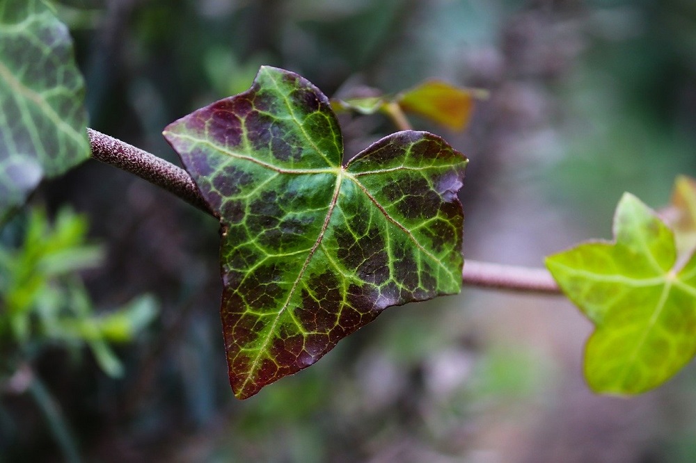 piante rampicanti per il giardino - Edera