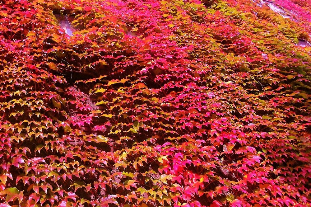 piante rampicanti per il giardino - Vite ornamenale