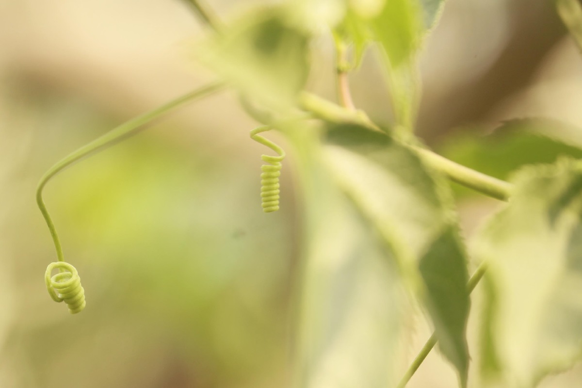 piante rampicanti per il giardino