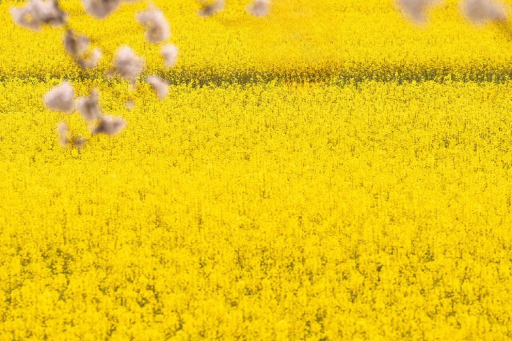 fiori di colore giallo