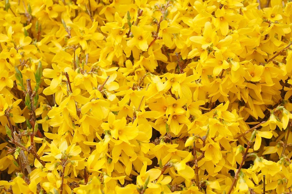 fiori di colore giallo - Forsythia