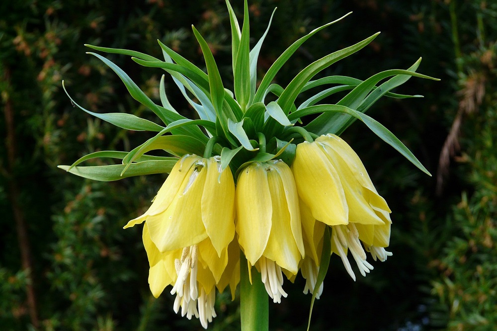 fiori di colore giallo - Fritillaria