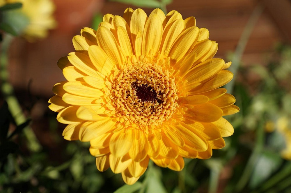 fiori di colore giallo - Gerbera