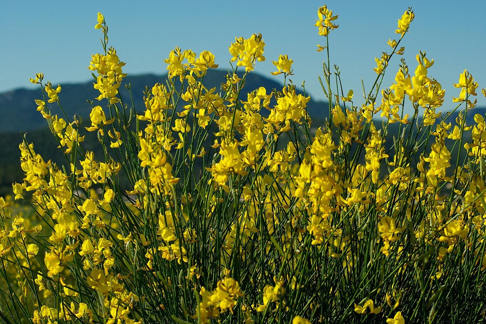 fiori di colore giallo - Ginestra