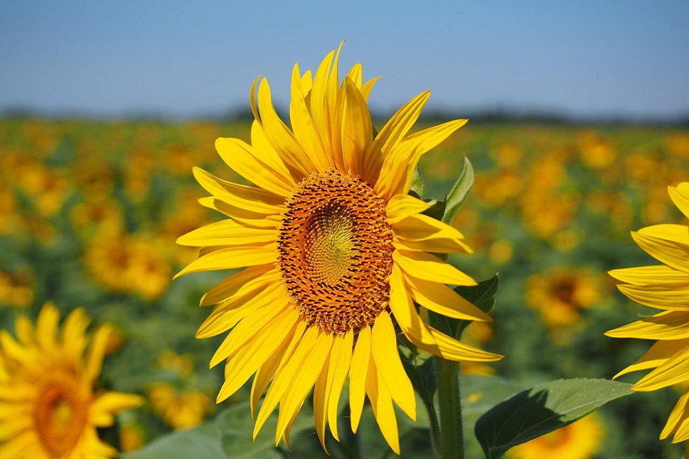 fiori di colore giallo - Girasole