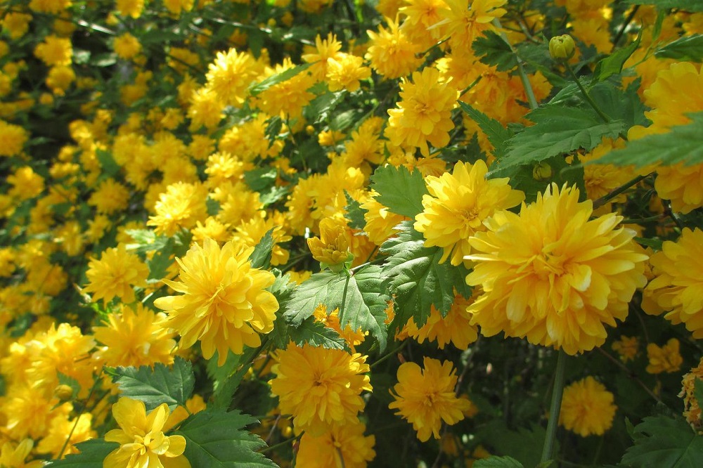 fiori di colore giallo - Kerria japonica
