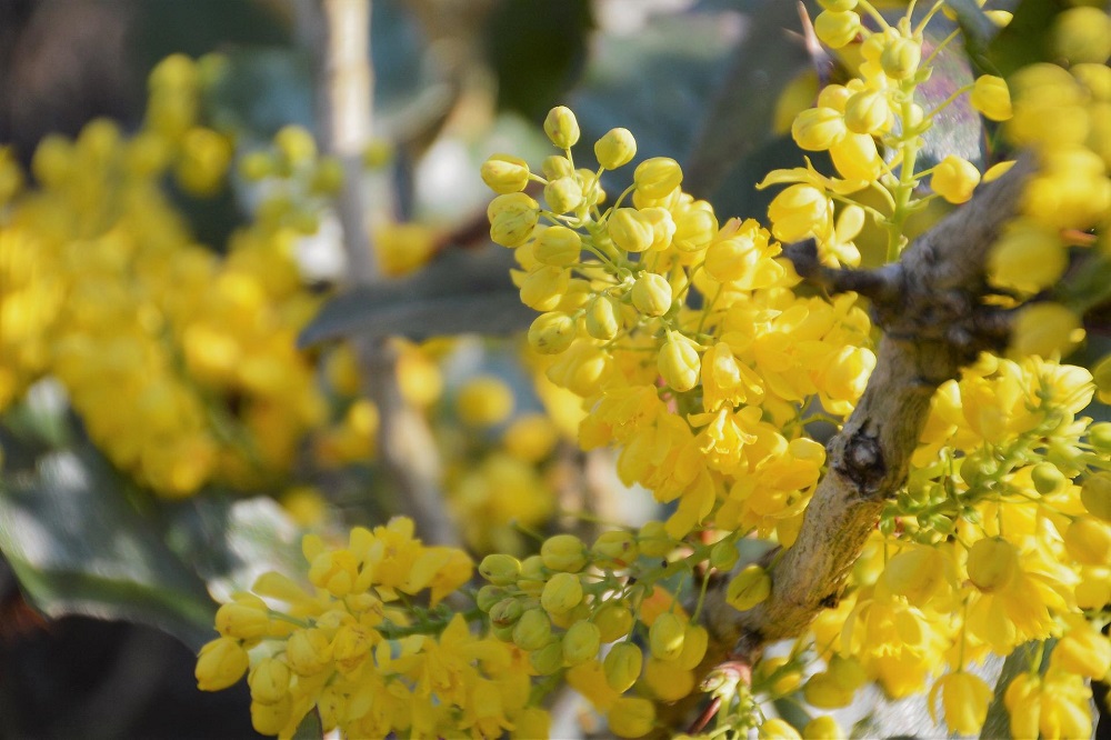 fiori di colore giallo - Mahonia