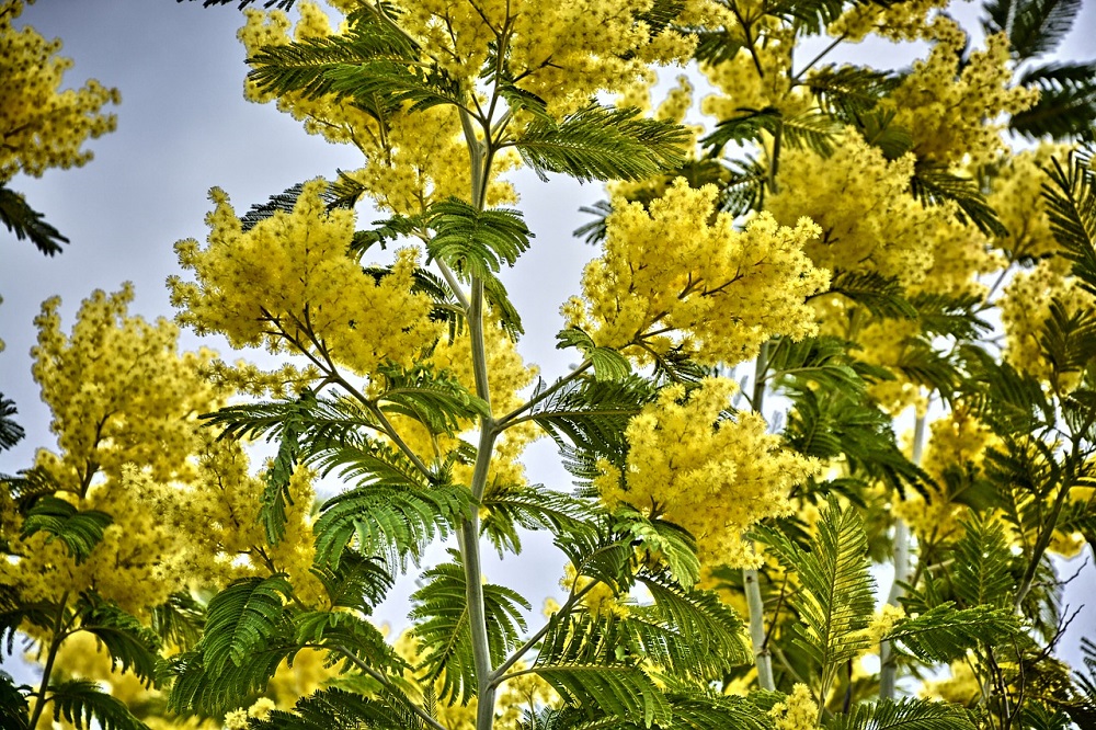 fiori di colore giallo - Mimosa