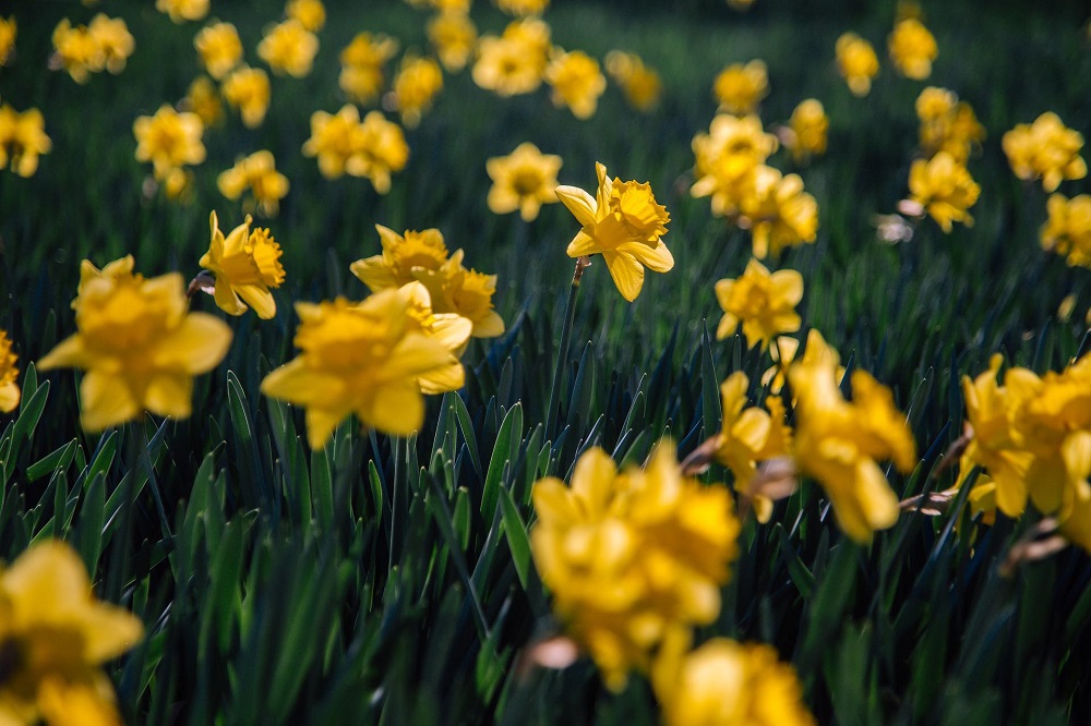 fiori di colore giallo - Narcisi