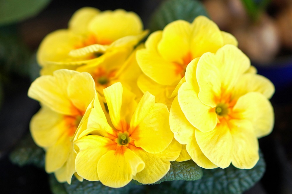 fiori di colore giallo - Primula