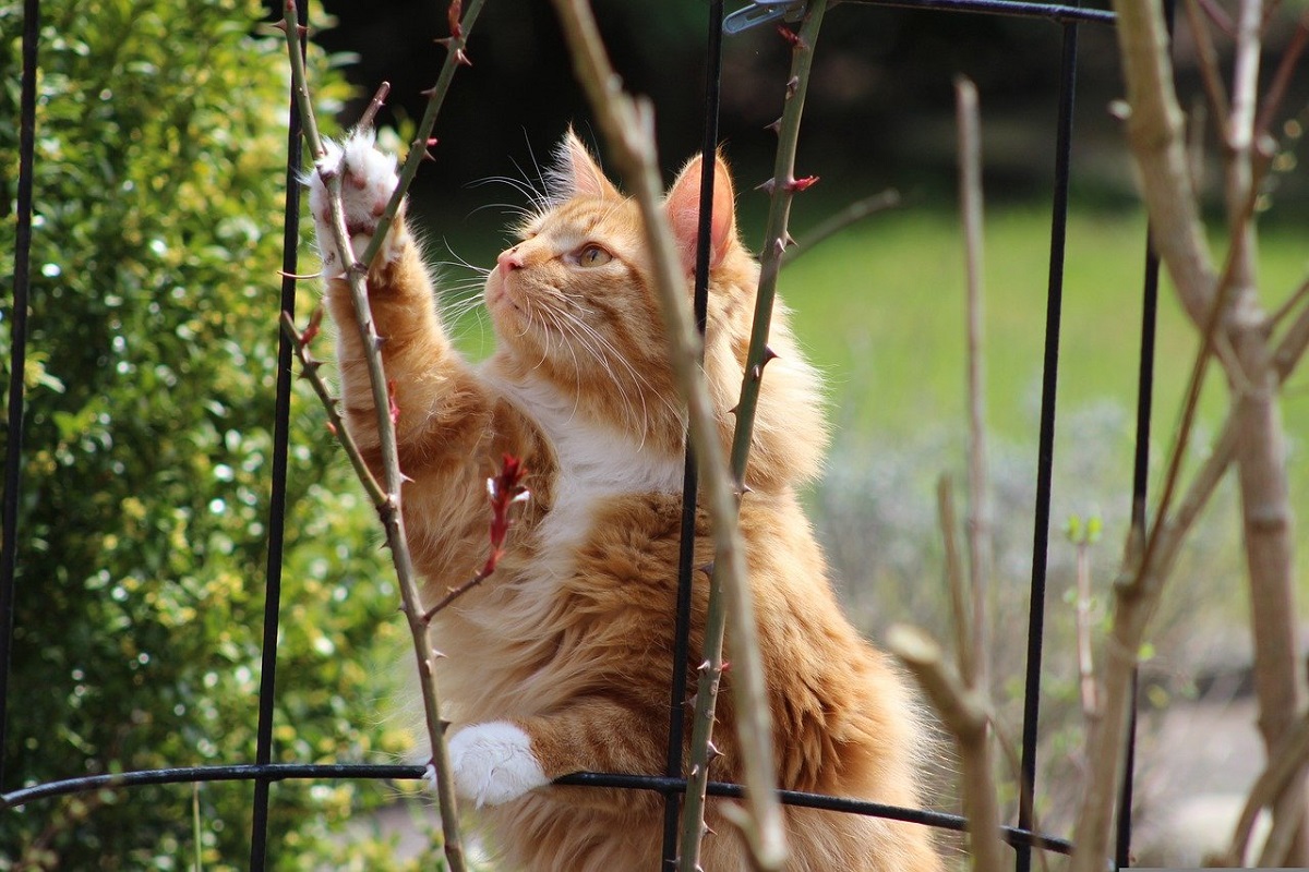 Piante pericolose per i gatti e i cani domestici