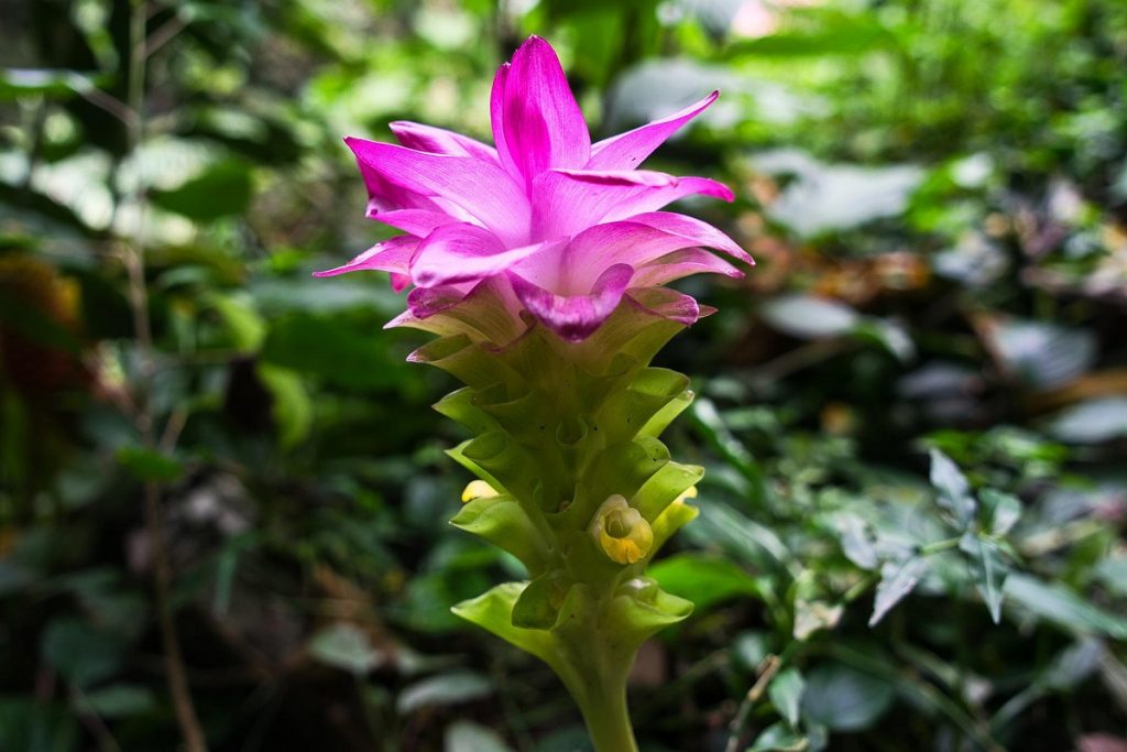 coltivare la Curcuma