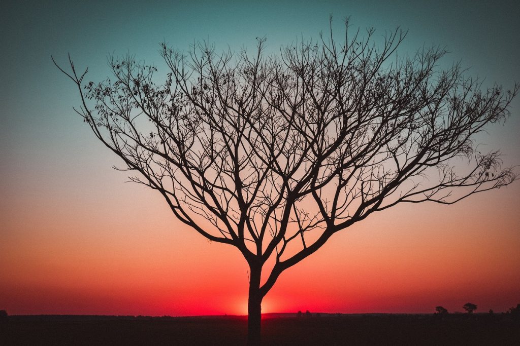 potare un albero