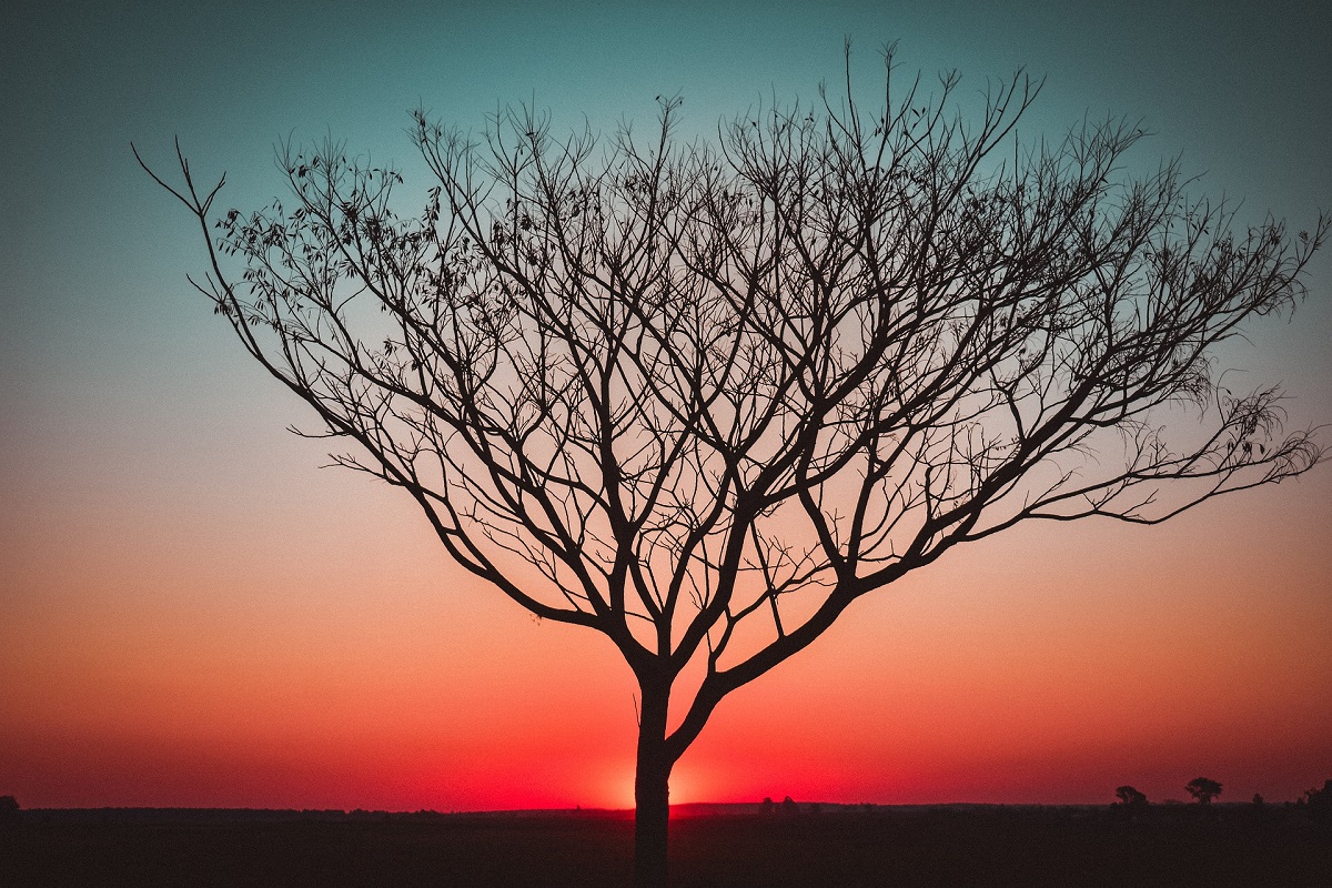 potare un albero