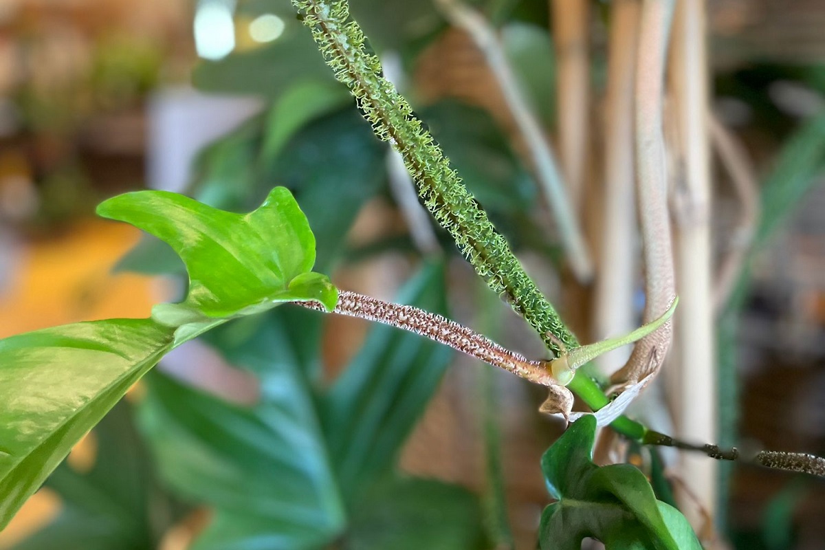 Philodendron squamiferum