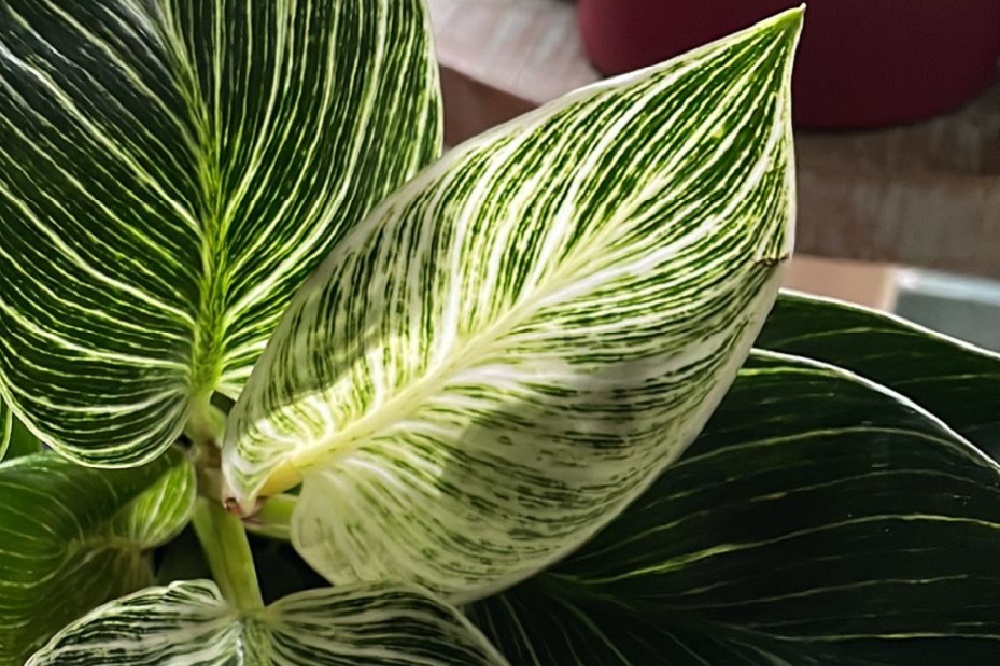coltivare il Philodendron hybrida