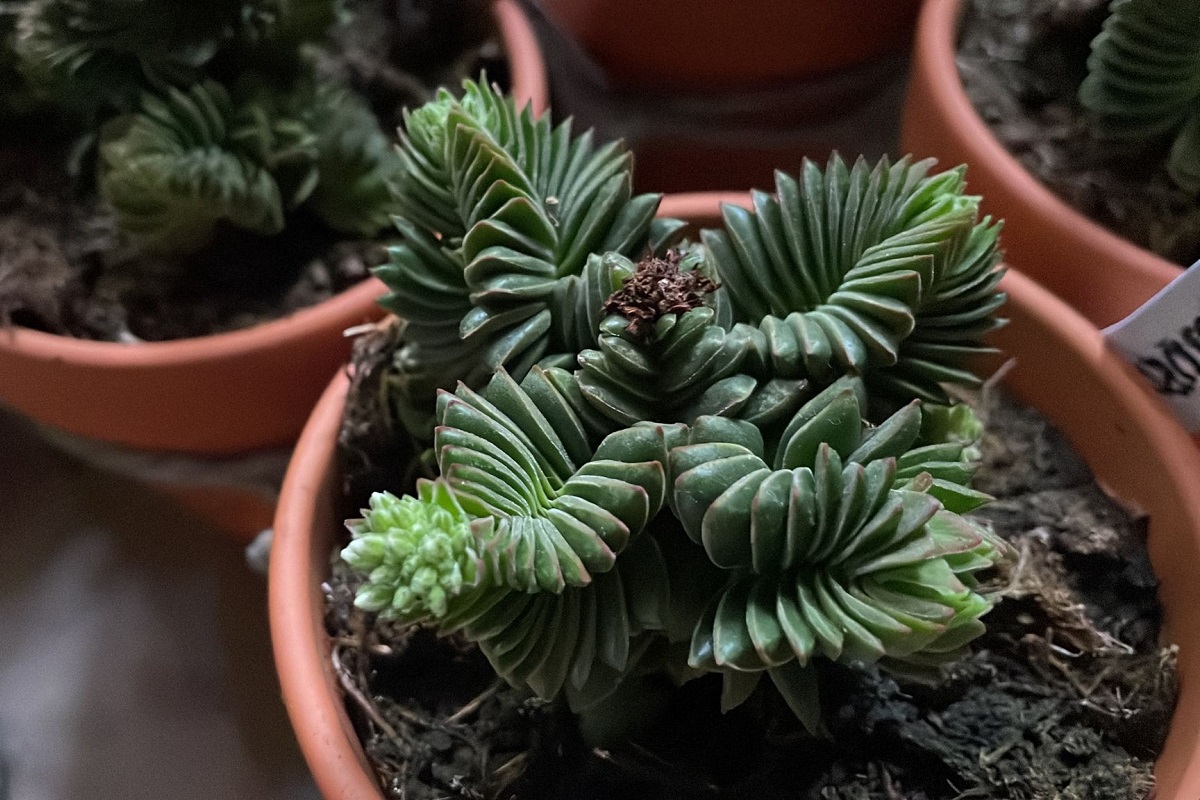 coltivare la Crassula pyramidalis