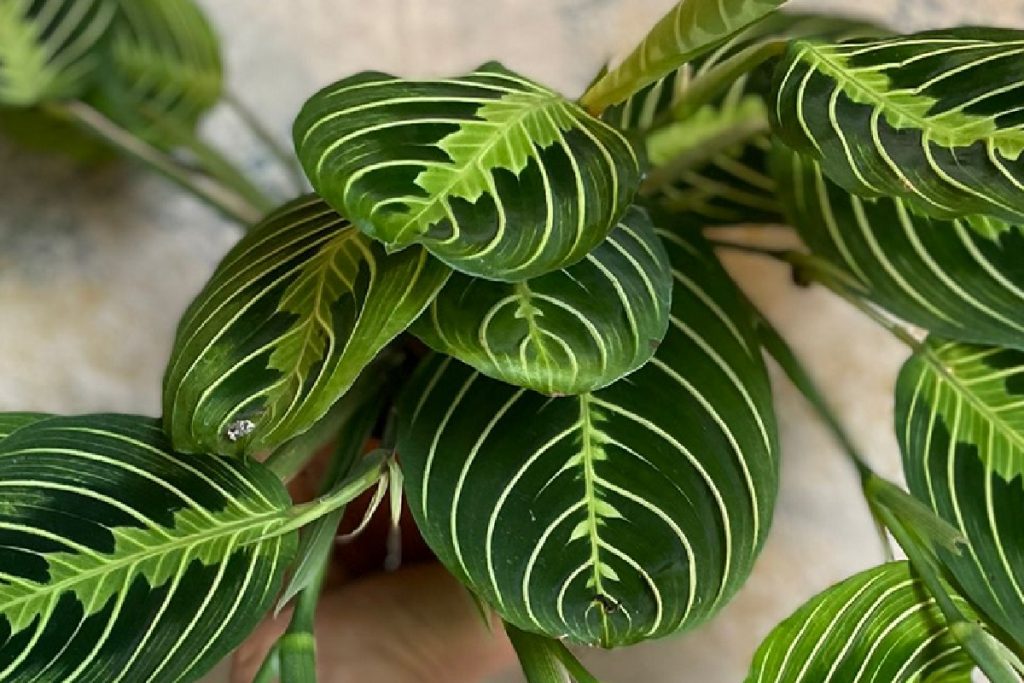 coltivare la Maranta leuconeura (1)