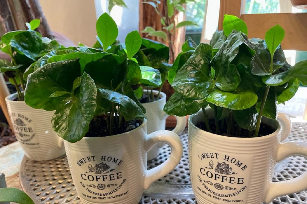 coltivare la pianta del Caffè