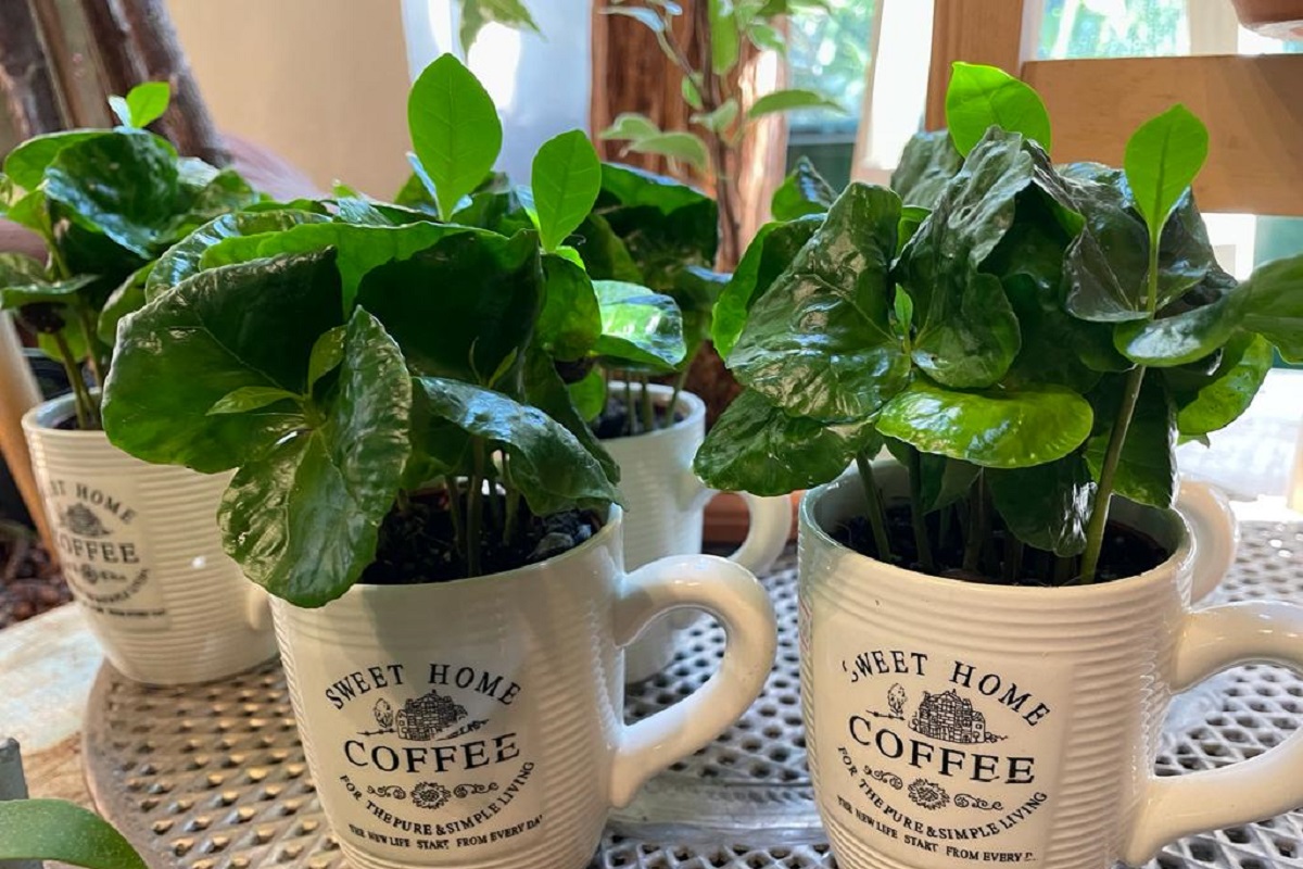 coltivare la pianta del Caffè