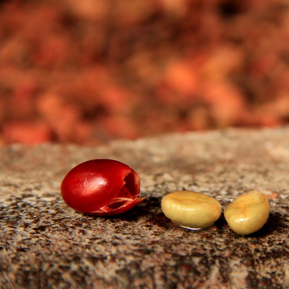 coltivare la pianta del Caffè