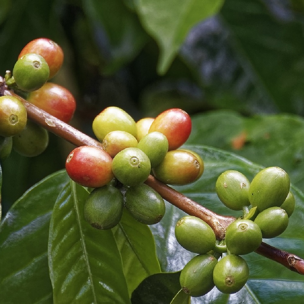 coltivare la pianta del Caffè