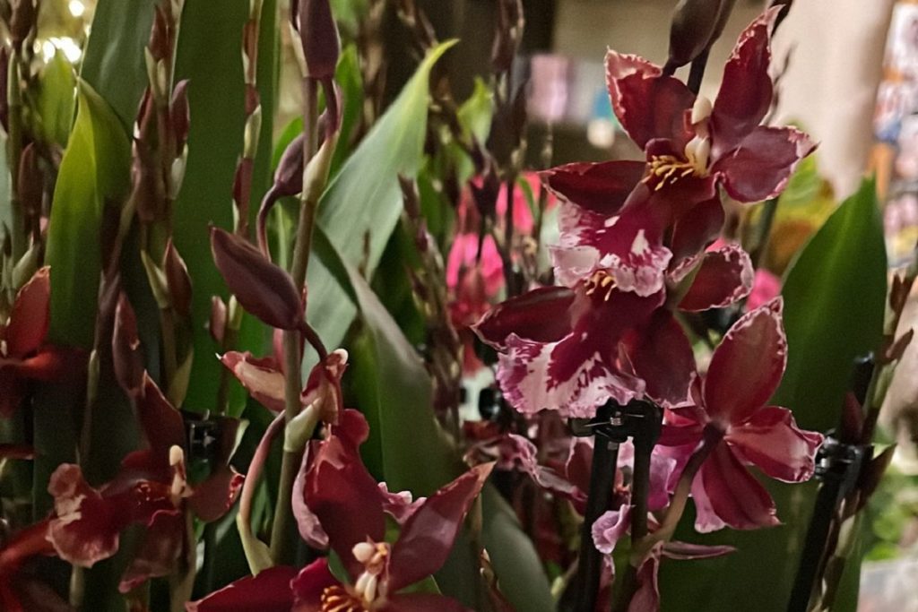 coltivare gli oncidium