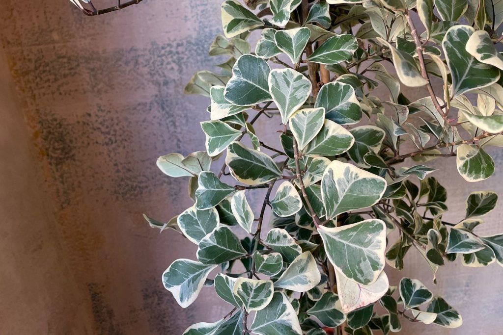 coltivare il Ficus natalensis
