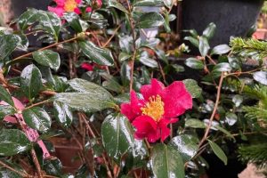 Terrazzo in inverno - Camelia sasanqua