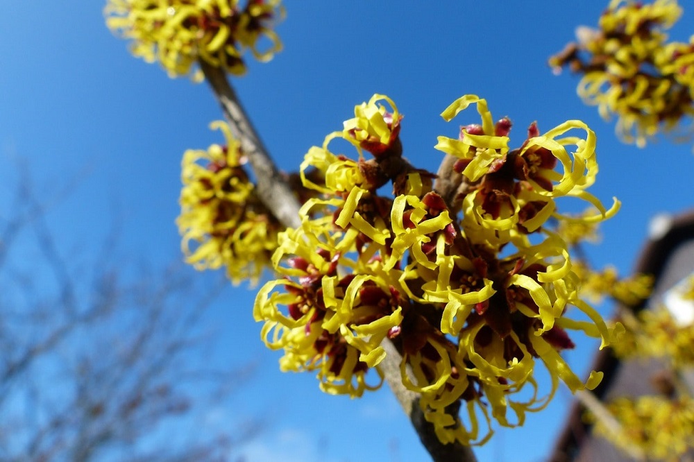 Terrazzo in inverno - Hamamelis