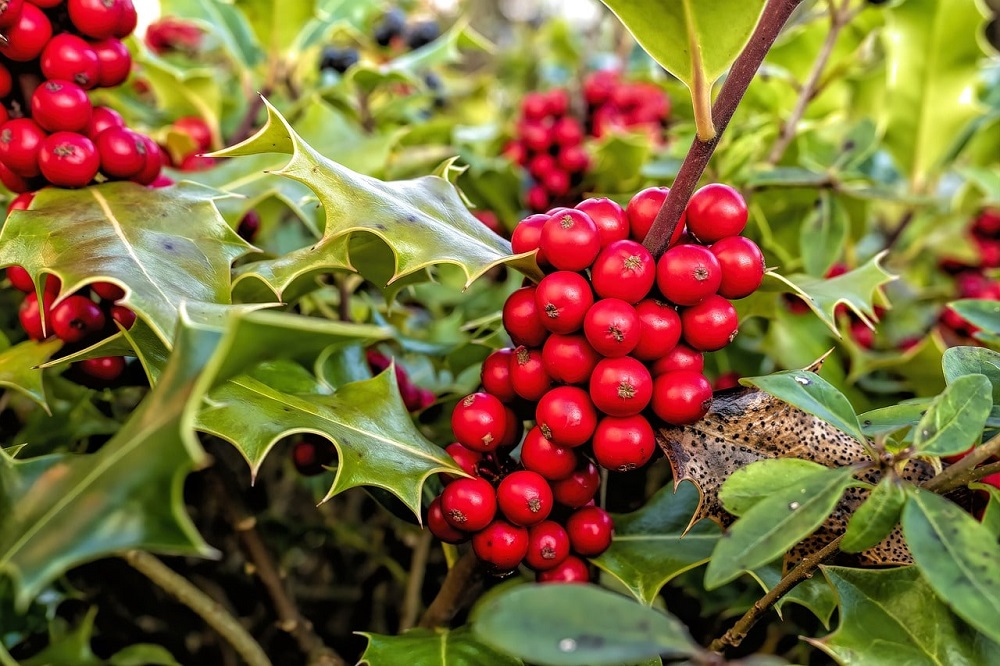 Terrazzo in inverno - Ilex aquifolium