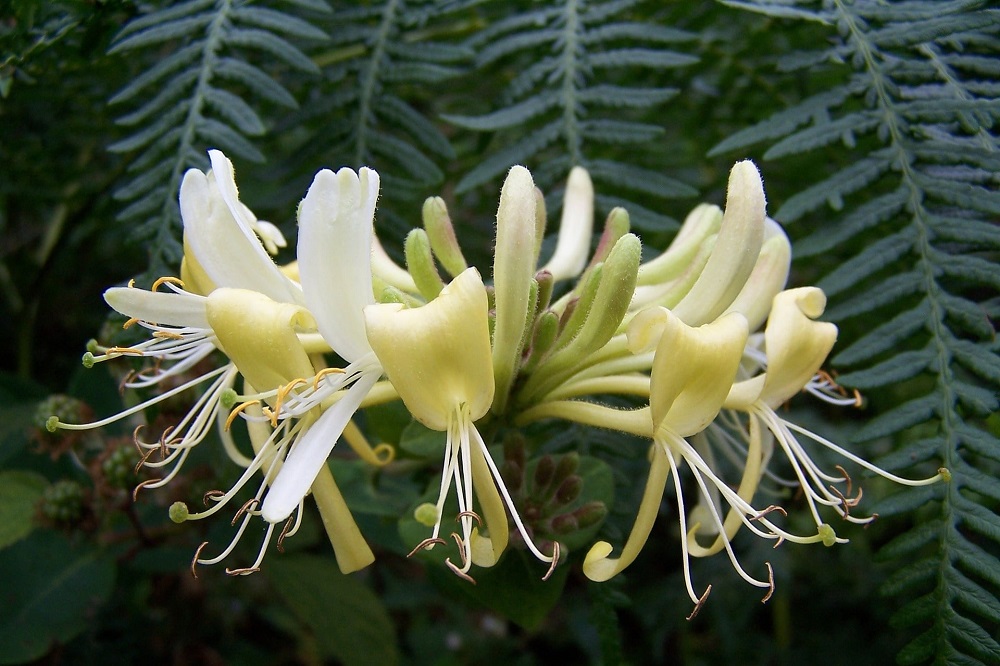 Terrazzo in inverno - Lonicera fragrantissima