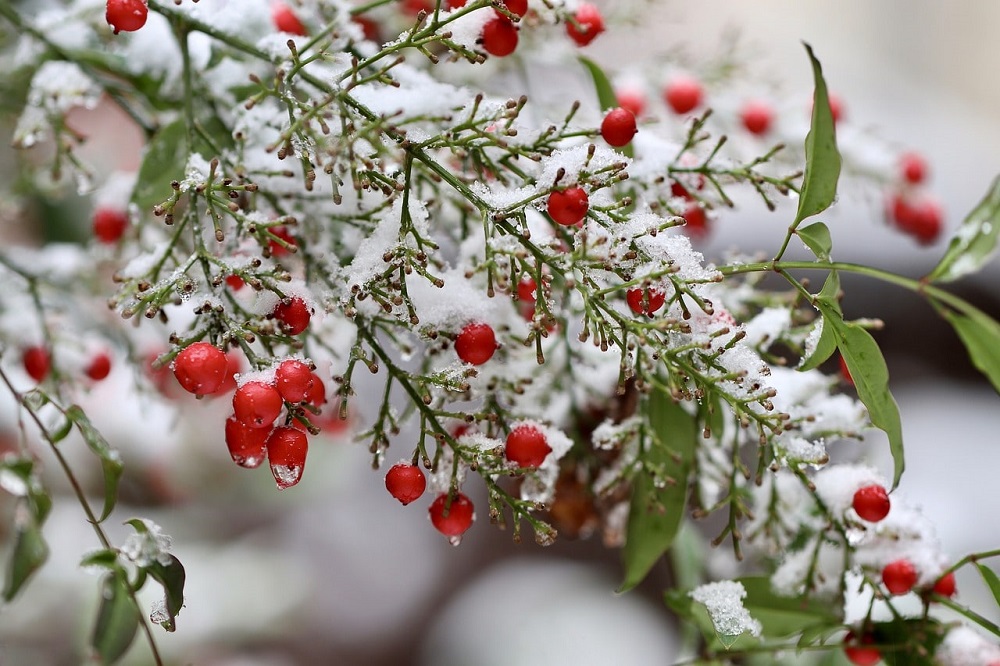 Terrazzo in inverno - Nandina