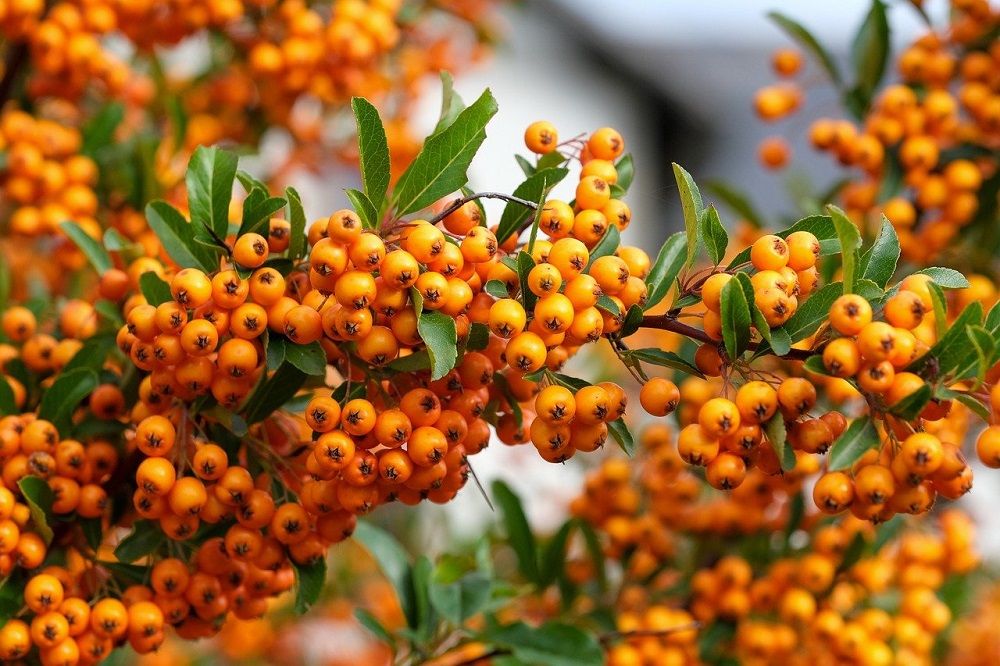 Terrazzo in inverno - Pyracantha