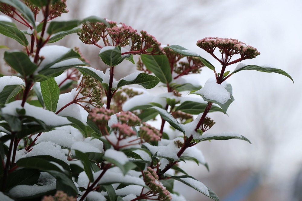 Terrazzo in inverno - Viburnum tinus