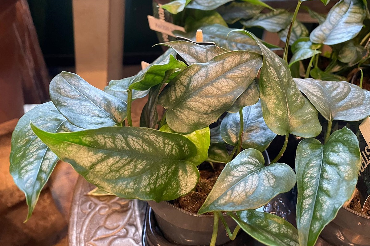 coltivare la Monstera siltepecana