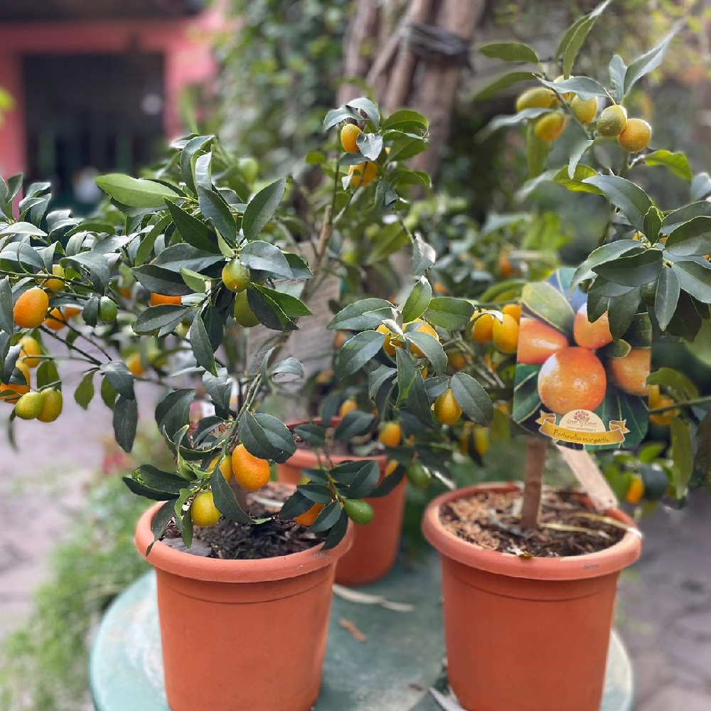piante da regalare a Natale - agrumi - kumquat