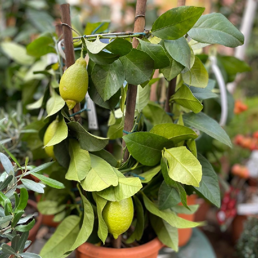 piante da regalare a Natale - agrumi - limoni