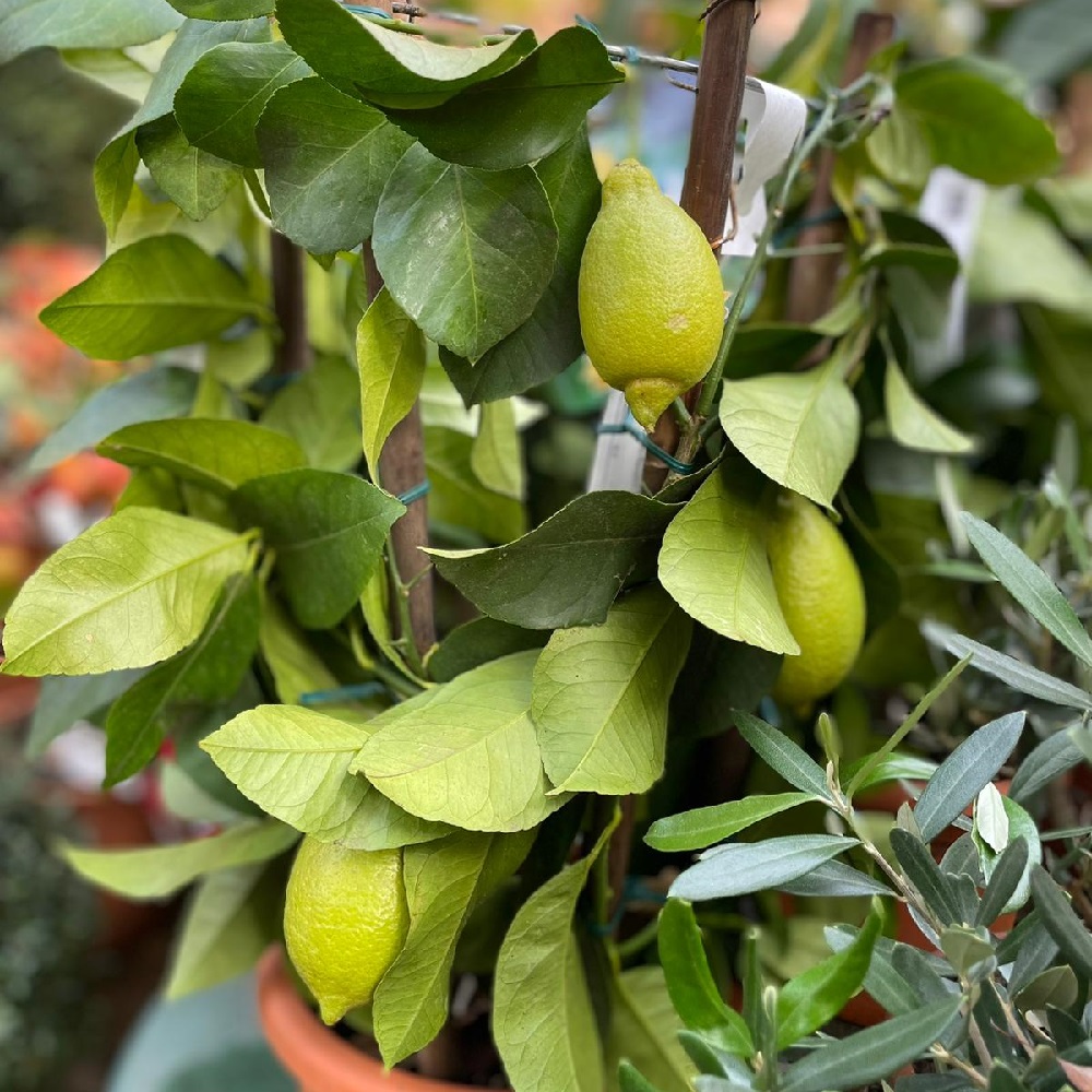piante da regalare a Natale - agrumi - limoni