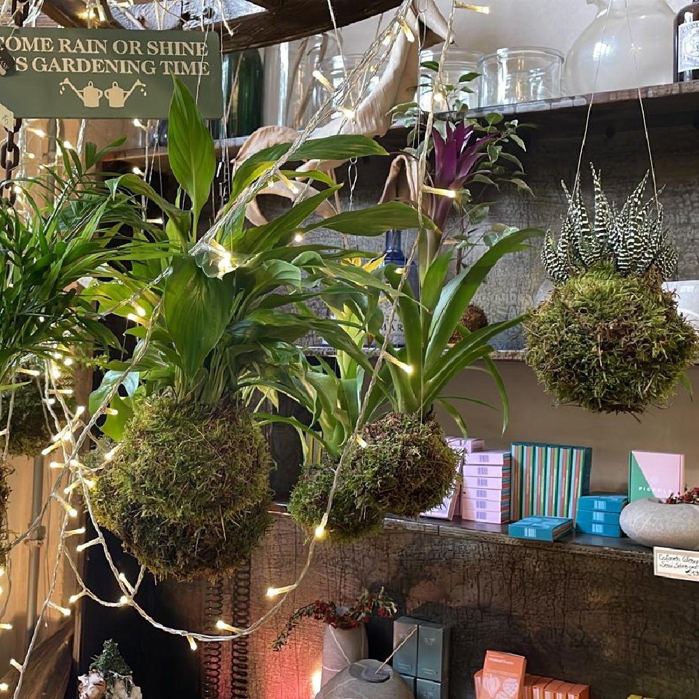 piante da regalare a Natale - kokedama