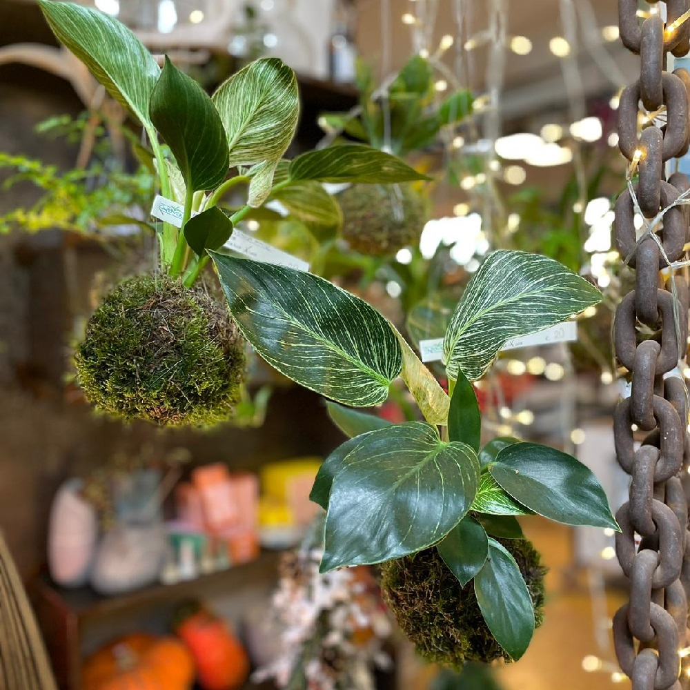 piante da regalare a Natale - kokedama