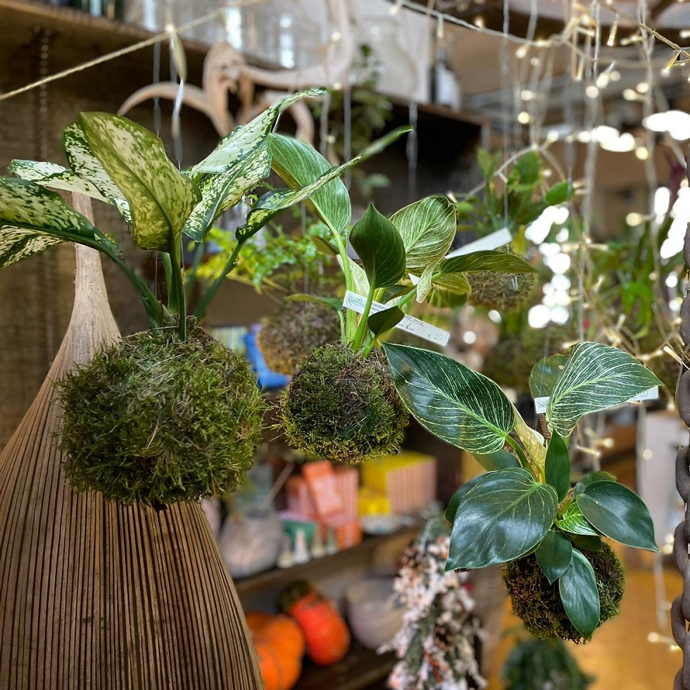 piante da regalare a Natale - kokedama
